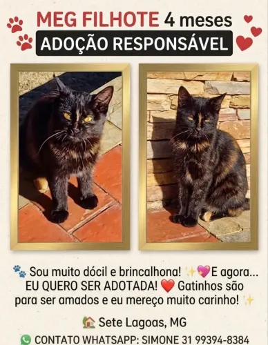 Filhote gatinha ADOÇÃO RESPONSÁVEL