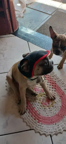 Buldogue Francês