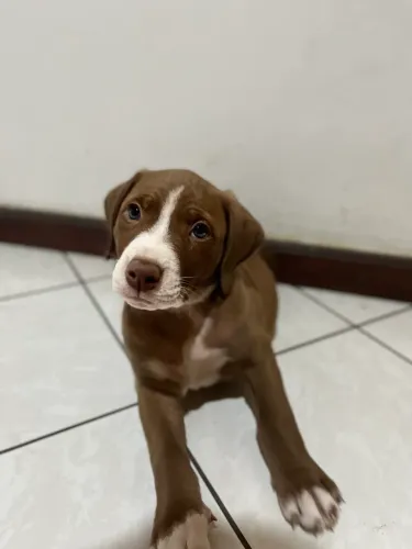 Pitbull Red Nose 