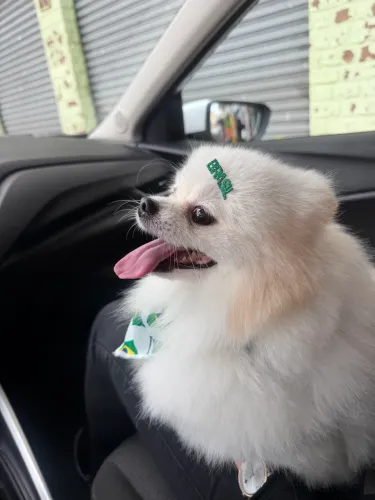 Splitz Alemão Anão LULU DA POMERANIA