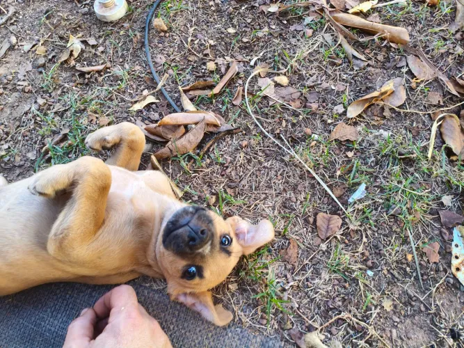 Cão para adoção responsável 
