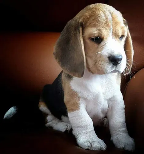 Filhote de Beagle Sempre Pronto Para Aventuras e Diversão em Família