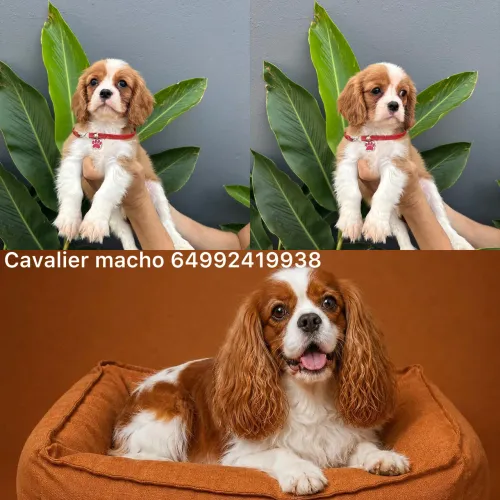 Cavalier king Spaniel