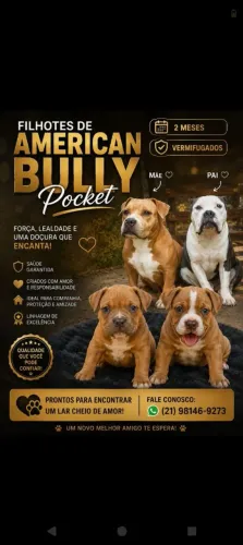 American Bully pocket 