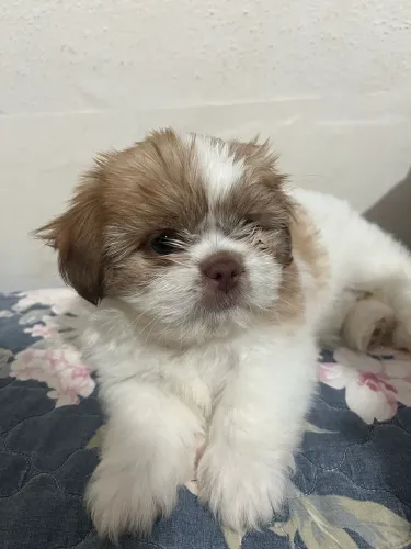 Shih tzu