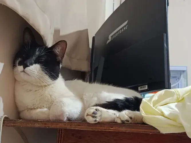 Adoção gatinho criado em apartamento muito mansinho