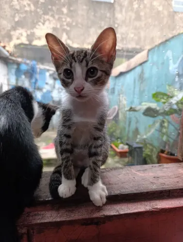 Doação de gatinha fêmea 