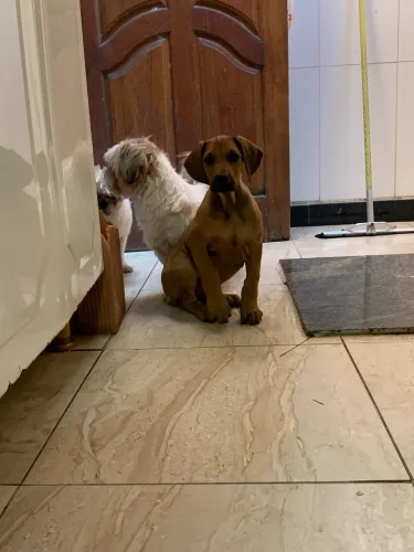 Filhote doberman com fila