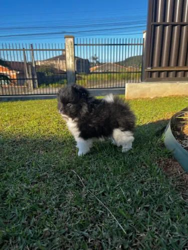 Spitz anao - fêmea - bem pequena 