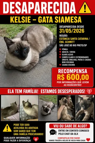 gata siamesa perdida em são josé do rio preto