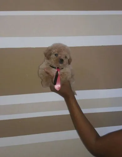 Poodle toy o menorzinho lindo aqui