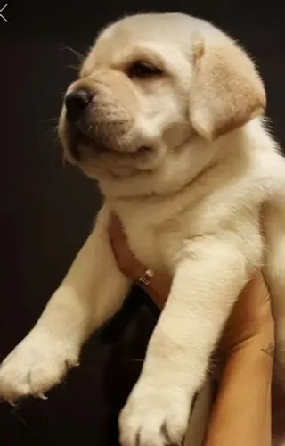 Labrador retriever sua companhia perfeita pra esses dias