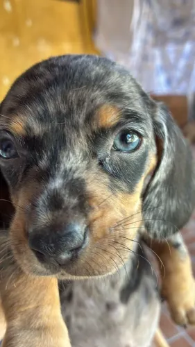 dachshund arlequim