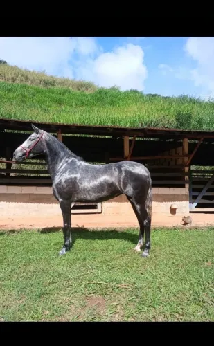 Zafira de Santa Maria
