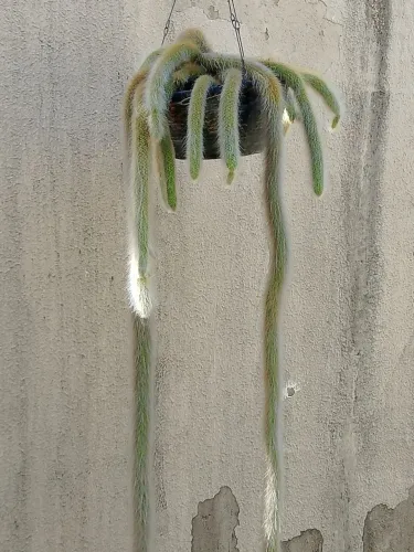 Vendo planta rabo de macaco grande