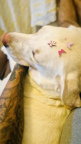 Doação Labrador Fêmea 