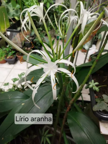 Vasos de Lírio aranha preços variados (Ler descrição)