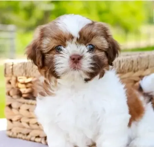 Shih-Tzu: Filhote Fêmea Branco, A Beleza e Doçura Que Seu Lar Precisa!