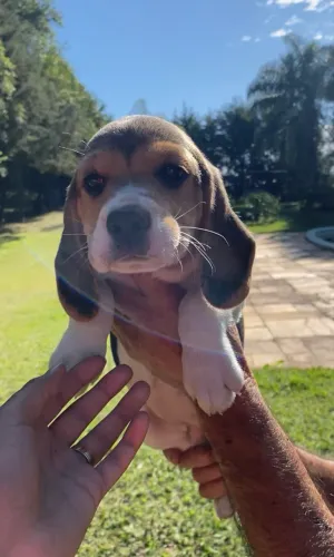 Os beaglessss