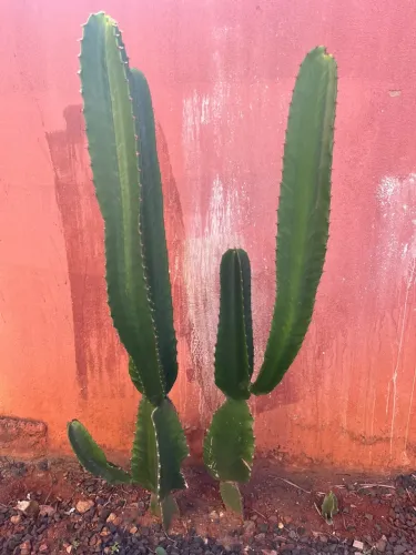 Cacto