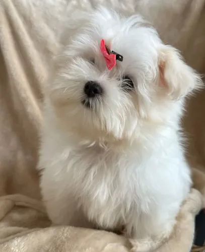 Maltês. Uma explosão de beleza e fofura!