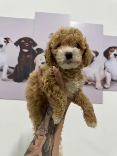 Poodle Toy Macho perfeito para alegrar seus dias 