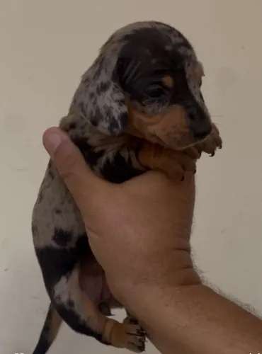 Basset Teckel a pronta entrega!