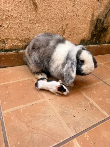 Coelha mini lop