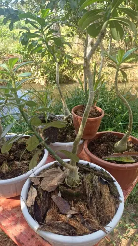 Vendo Rosas do Deserto