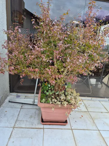 Pitangueira com 10 anos de cultivo!