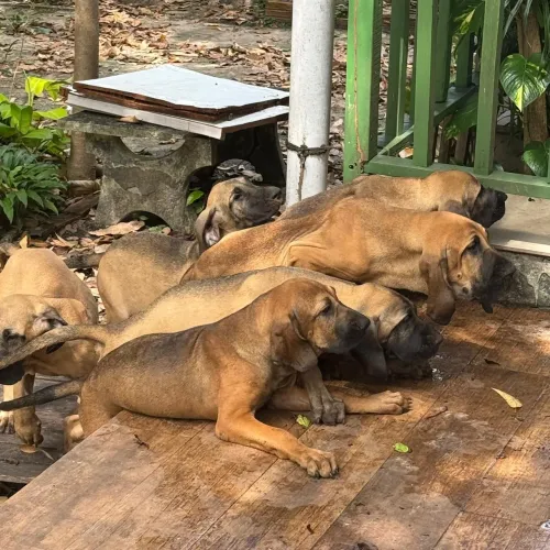 Vendo filhotes de filá Brasileiros com o melhor preço da ilha 