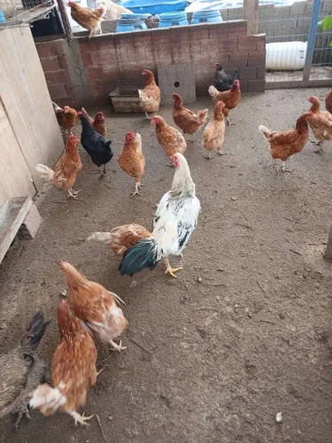 Vendo galinhas botadeira 