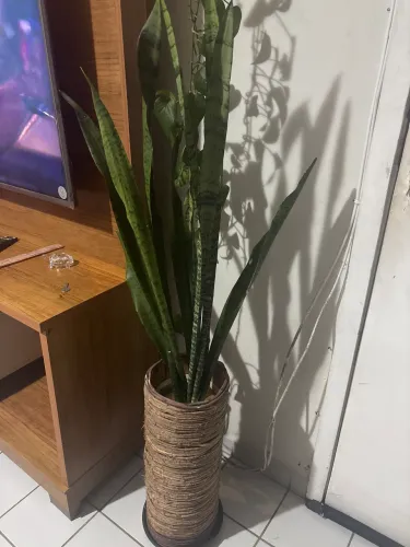 Vaso decorativo com espada de São Jorge adulta
