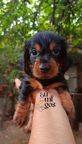 Filhote de dachshund pelo longo.Macho.Leia a Descrição!