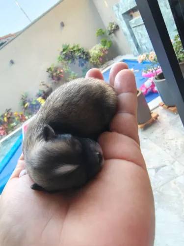 Cachorro Lulu anão  memor do brasil  