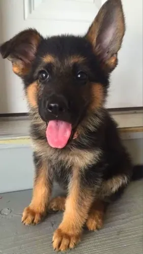 Pastor Alemão- Porque Alguns Cachorrinhos São Simplesmente Especiais