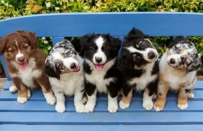 Border collie ! Filhotes fêmeas , disponíveis HOJE chame para info
