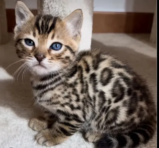 Bengal
