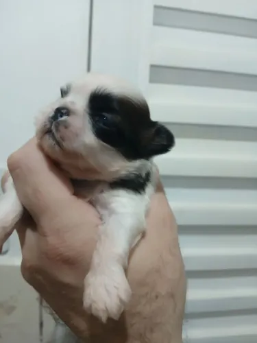 Vendo filhotes de shih-tzu raça pura 