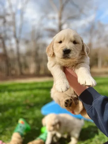 Golden Retriever carinhoso 