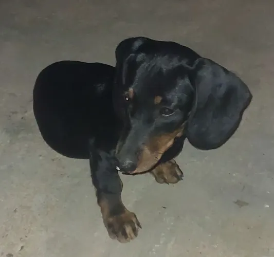 cachorro salsicha original 