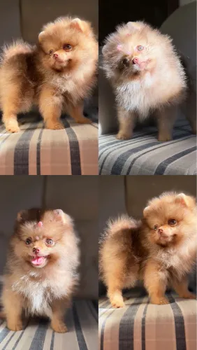 Lulu da Pomerania Fêmea Laranja Beaver