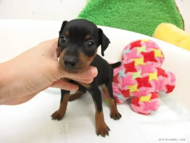 Filhote de cachorro forte e saudável Pinscher/Pincher/Pinsher/Pintier