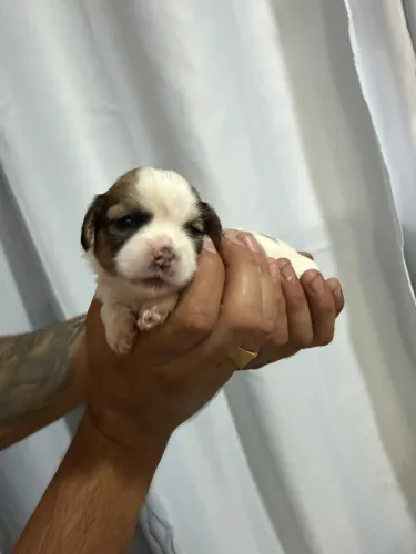 Shih tzu a venda 2 macho 2 fêmeas 