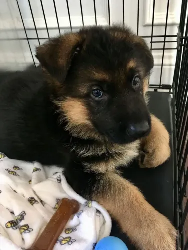 Pastor alemão Um cachorrinho assim não aparece duas vezes