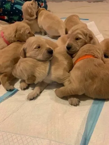 Golden retriever puro e encantador