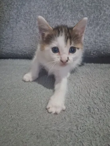 Doação de uma linda gatinha