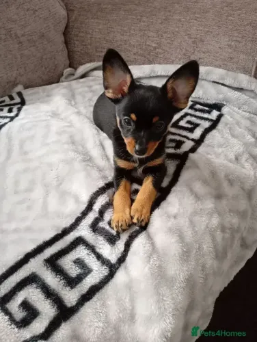 Filhotes de Pinscher/Pincher Extremamente Espertos Macho e Fêmea com Garantias
