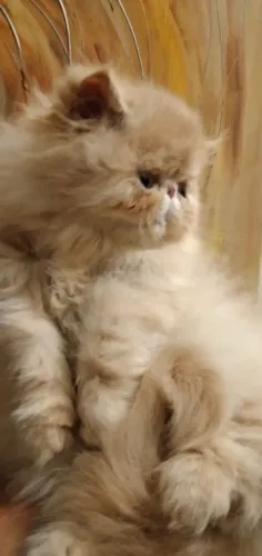 Lindo gatinho persa extremante carinhoso verdadeiro Garfield 