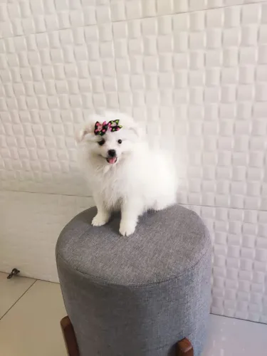 Spitz alemão